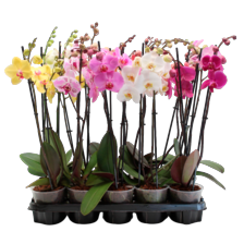 Phalaenopsis 2-tak